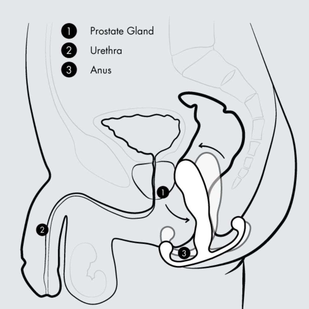 Diagram showing the movement of the Aneros Maximus Trident once the anal sphincter muscles are contracted